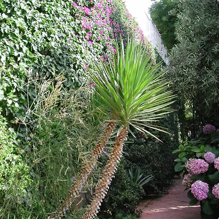 Orchidea * Forio di Ischia