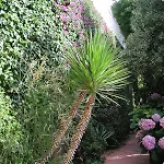 Complesso Le Palme * Forio di Ischia