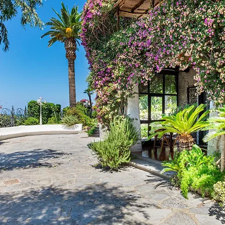 Orchidea Forio di Ischia