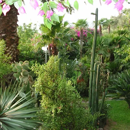 Le Palme Daire Forio di Ischia