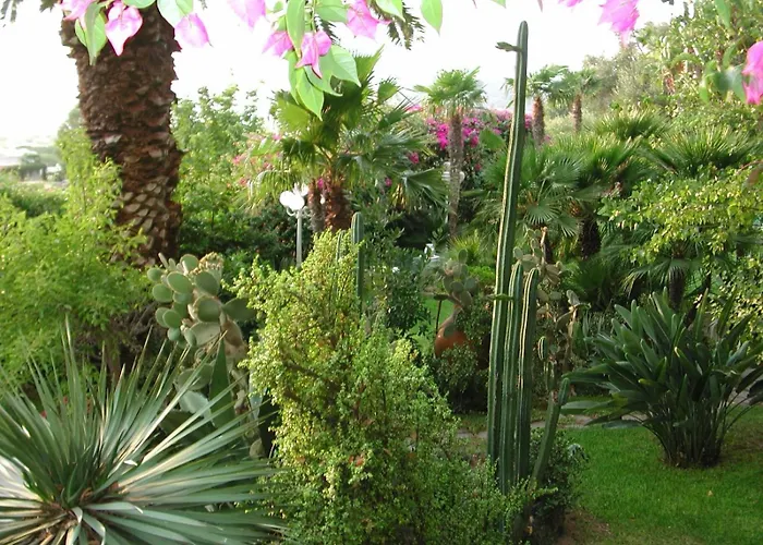 Le Palme Daire Forio di Ischia